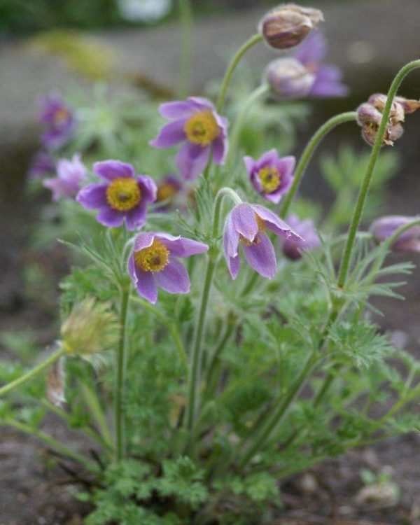 Pulsatilla vulgaris blue