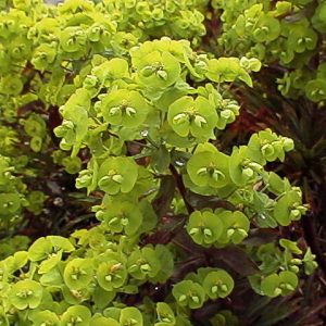 Euphorbia amygd. Purpurea