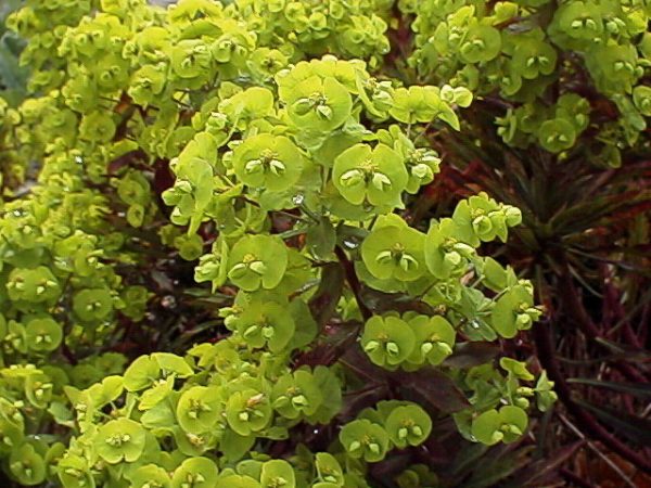 Euphorbia amygd. Purpurea