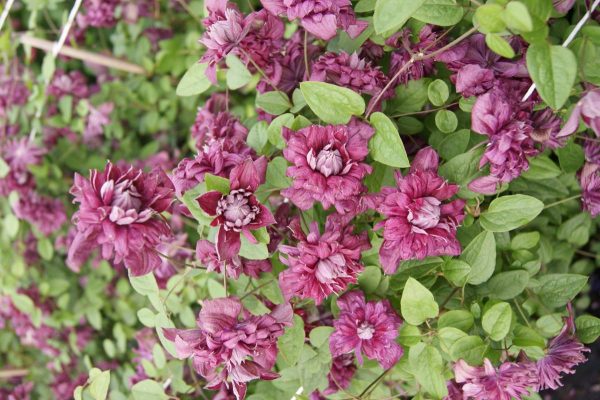 Clematis Purpurea Elegans