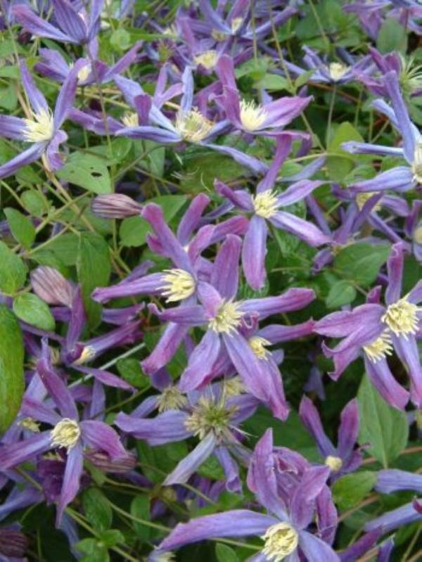 Clematis Queen Of Holland®