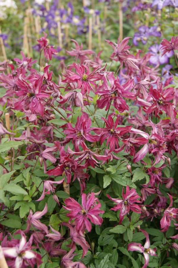 Clematis Rosalyn®