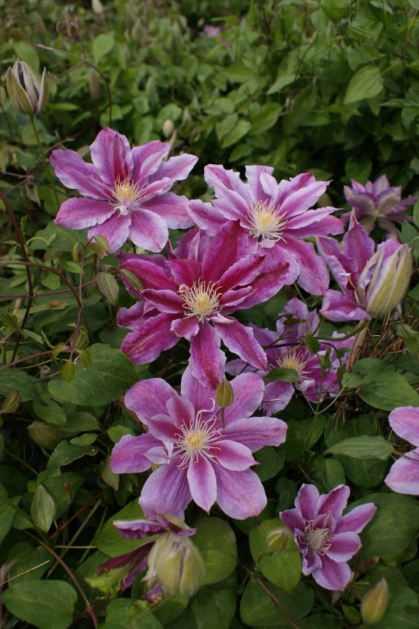Clematis Raggamuffin