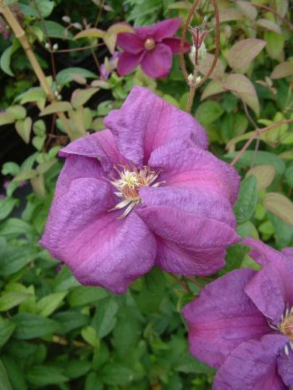 Clematis Rahvarinne