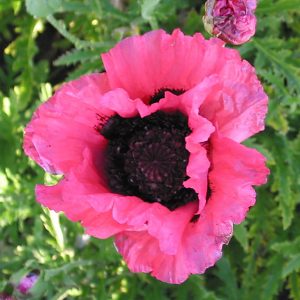 Papaver Raspberry Queen
