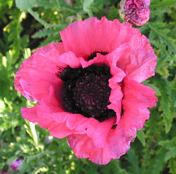 Papaver Raspberry Queen
