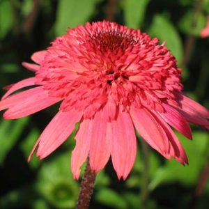 Echinacea Raspberry Truffle®