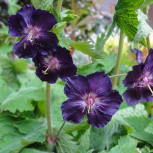 Geranium phaeum Raven
