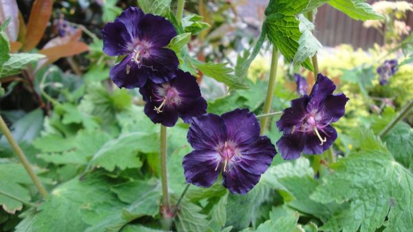 Geranium phaeum Raven