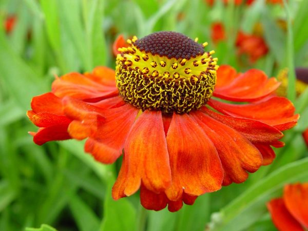 Helenium Red Army