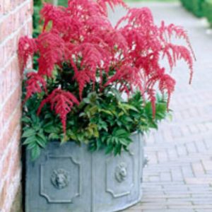 Astilbe Red Charm