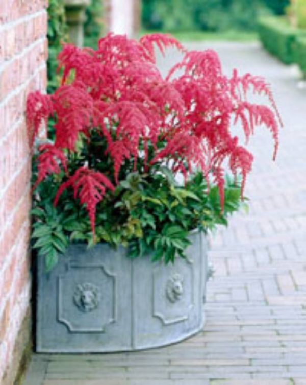 Astilbe Red Charm