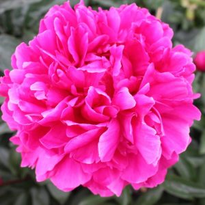 Paeonia  Red Giant