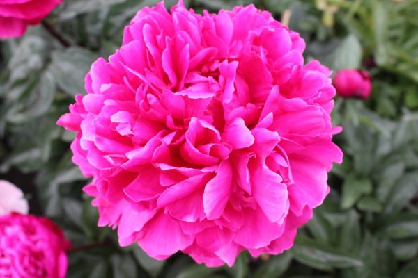 Paeonia  Red Giant