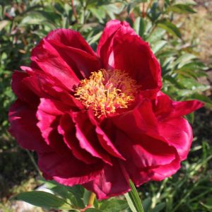 Paeonia  Red Glory