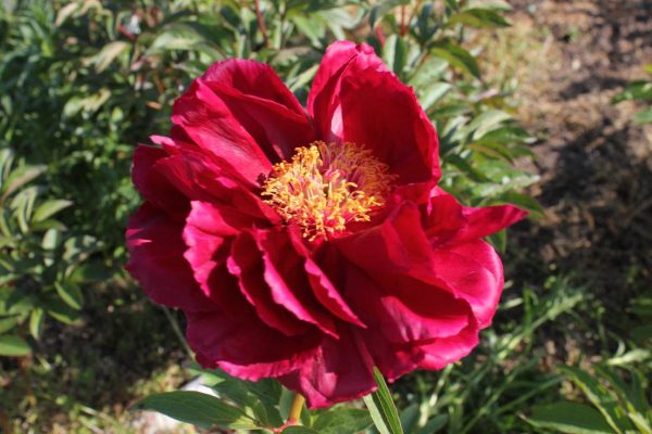 Paeonia  Red Glory