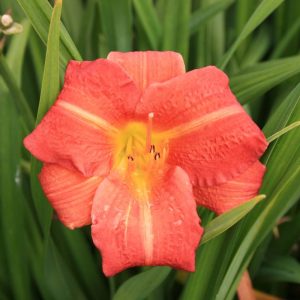 Hemerocallis Red Rum