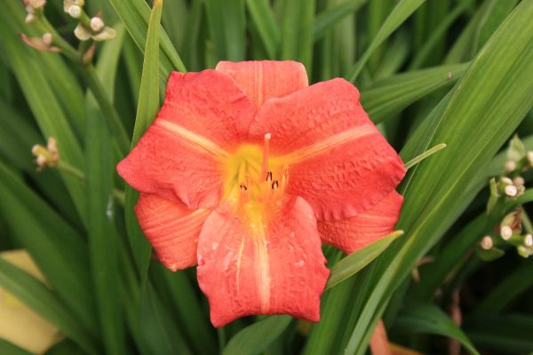 Hemerocallis Red Rum