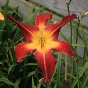 Hemerocallis Red Suspenders