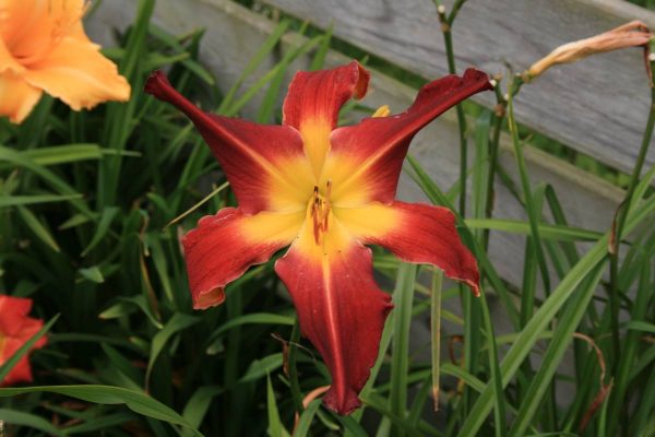 Hemerocallis Red Suspenders