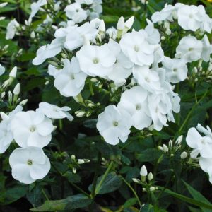 Phlox pan, Rembrandt