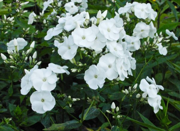 Phlox pan, Rembrandt