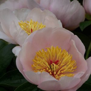 Paeonia  Requiem