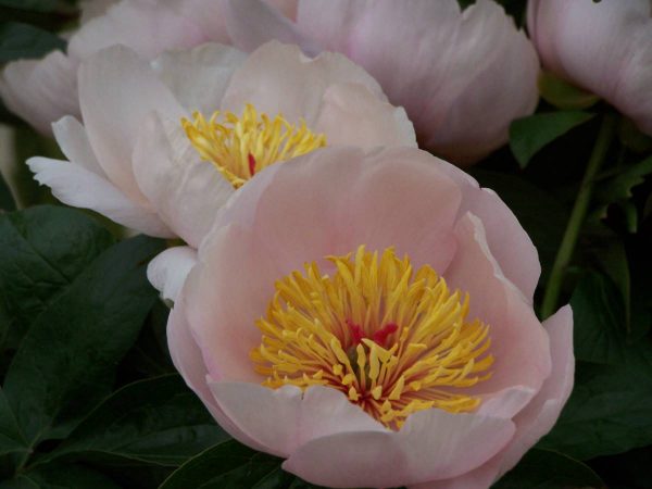 Paeonia  Requiem