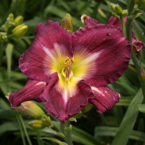 Hemerocallis Respighi