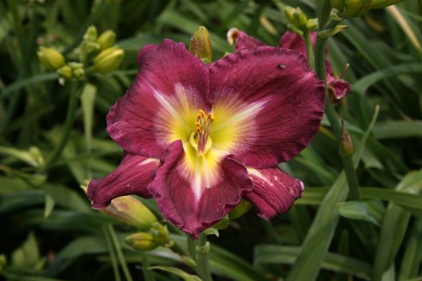 Hemerocallis Respighi