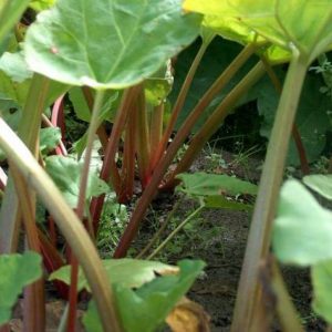 Rheum rhabarbar. Red Champagne