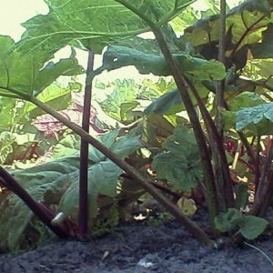 Rheum palmatum tanguticum