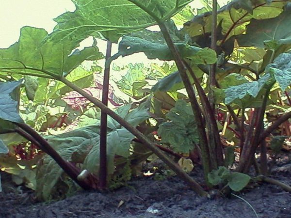 Rheum palmatum tanguticum