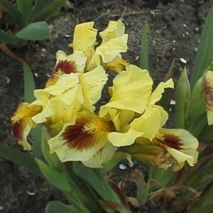 Iris Pumila Ritz