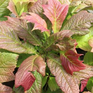 Rodgersia podophylla Braunlaub
