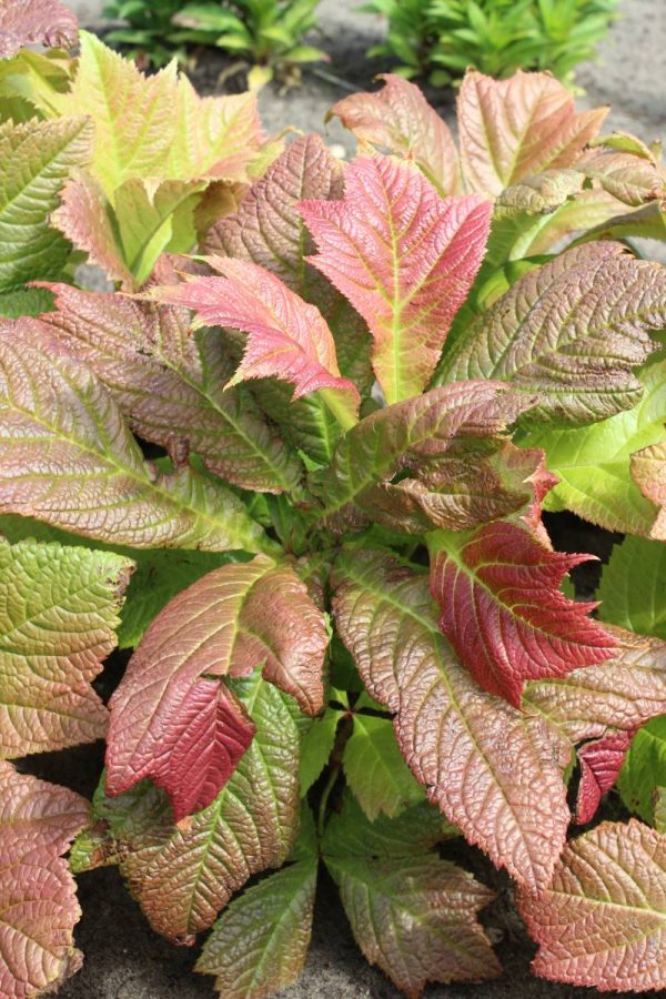 Rodgersia podophylla Braunlaub