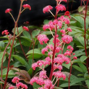 Rodgersia Bronze Peacock®