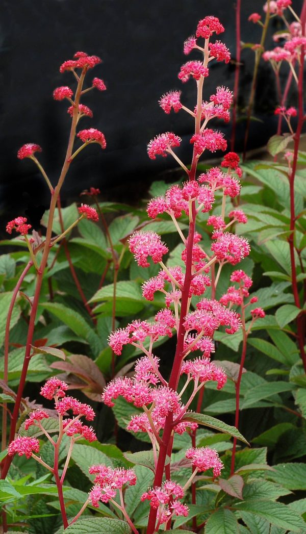Rodgersia Bronze Peacock®