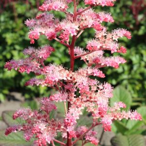 Rodgersia hybrid Candy Clouds®