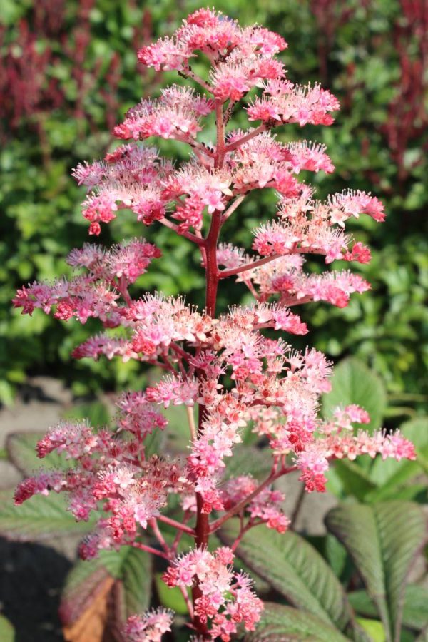 Rodgersia hybrid Candy Clouds®