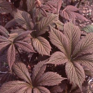 Rodgersia pinn. Chocolate Wings®