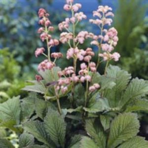 Rodgersia pinnata Die Schöne