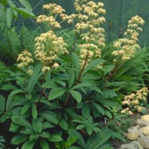 Rodgersia pinnata Elegans