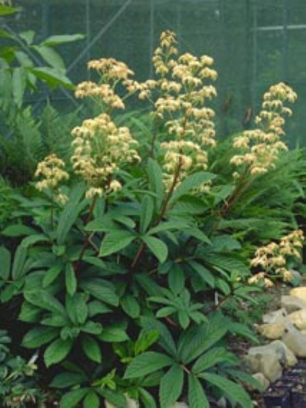 Rodgersia pinnata Elegans