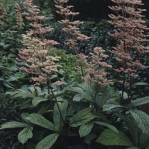 Rodgersia pinnata Hercules
