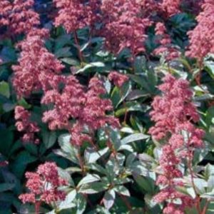 Rodgersia pinnata Superba