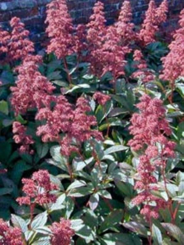 Rodgersia pinnata Superba