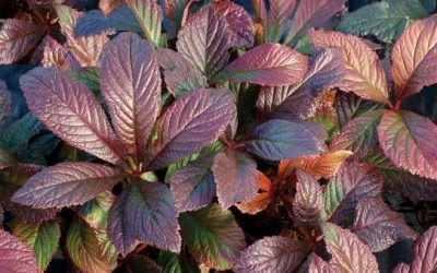 Rodgersia ‘Bronze Peacock’®