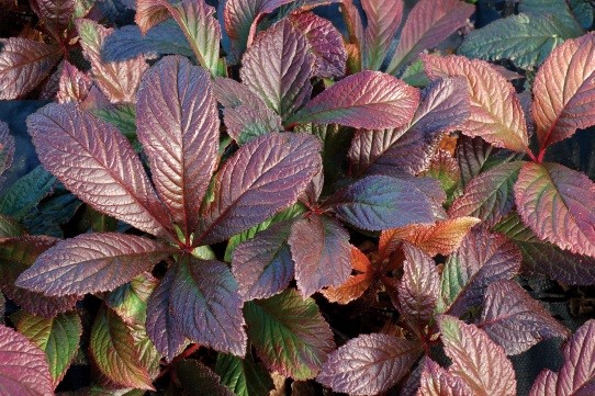 Rodgersia ‘Bronze Peacock’®