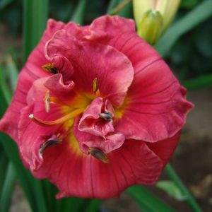 Hemerocallis Rose Corsage